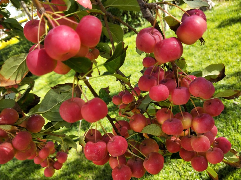 海棠果冷库建造，海棠果长期存储方法介绍