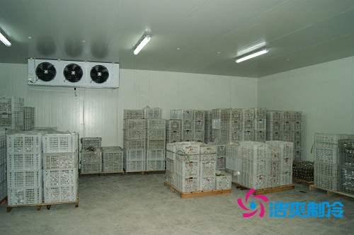 图示:气调库放置的柑橘