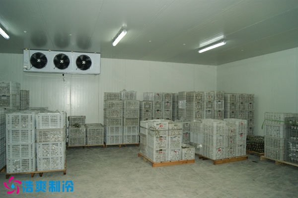 大葱保鲜库内景图