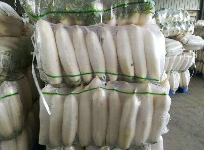 1000吨萝卜保鲜库设计安装方案