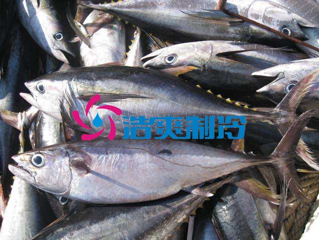 浩爽制冷，海鲜冷冻库