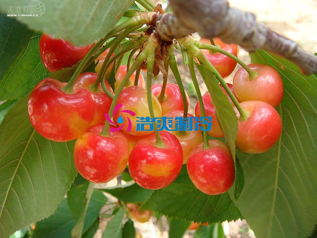 浩爽制冷，气调库，普通冷藏库